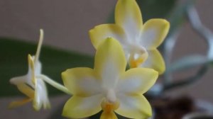 Orchid - Phal  Tzu Chiang Chrisna 'Sweet Girl' Reblooms | Orchid Growing Care Tips