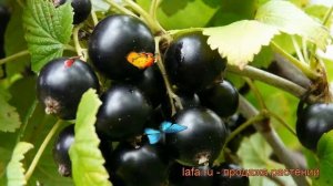 Смородина черная Добрыня (ribes nigrum dobrynia) ? обзор: как сажать, саженцы смородины Добрыня