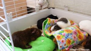 Морская свинка породы Тедди. Отличия пород Тедди и Рекс Чем отличаются Тедди и Рекс Teddy Guinea Pi