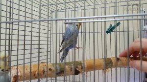 Как именно нужно приручать попугая? || 3й день приручения двоих волнистых попугаев