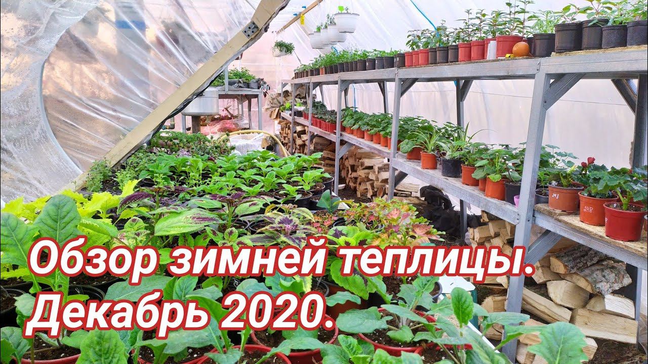 Обзор зимней теплицы. Декабрь 2019.