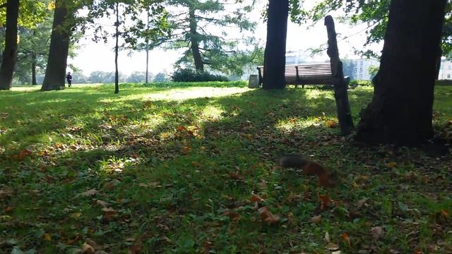 Как в ЦПКиО появились белки? Экологические экскурсии в Петербурге. смотреть онлайн