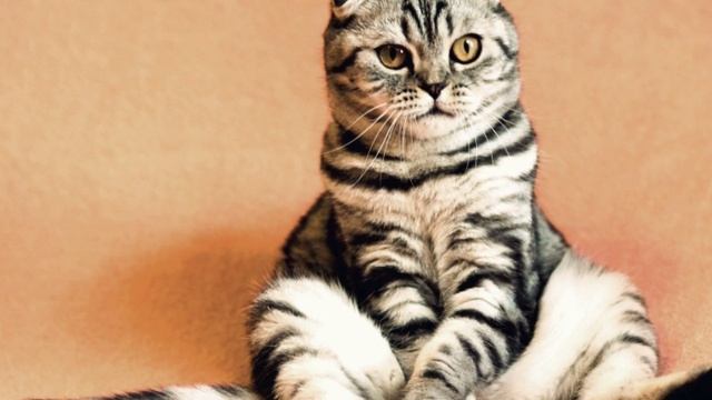 ПОЧЕМУ МУРЛЫКАЮТ КОШКИ.