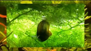 РАЗВЕДЕНИЕ ЖЕМЧУЖНЫХ ГУРАМИ 1