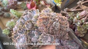 Korean succulents unbox: