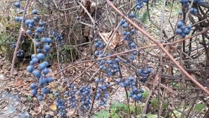 Амурский виноград поздней осенью.