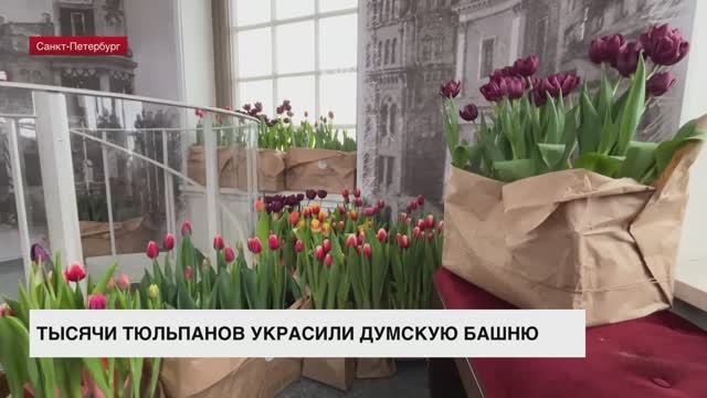 Тысячу тюльпанов украсили Думскую башню в Петербурге