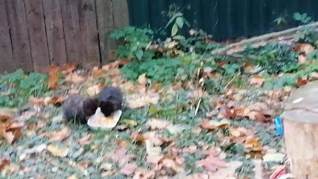 Домашний приют. Котятки вышли поесть, рыжий ласкун. смотреть онлайн