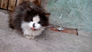 Почему кошка высовывает язык / показывает язык