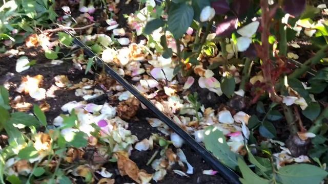 Изумительная плетистая роза Роуз де Толбиак ; rose Rose de Tolbiac #garden #roses #розы смотреть онлайн