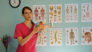 Станции прослушивания краниосакрального ритма.