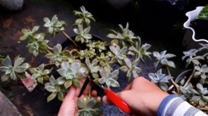 Cara Memperbanyak Sukulen Graptopetalum Paraguayense || How to Propagate Graptopetalum Paraguayense