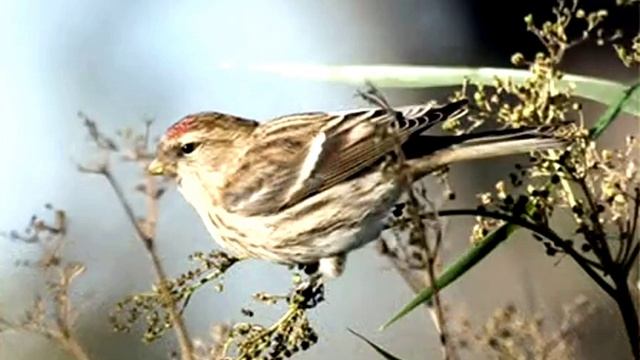 Голоса птиц. Пение чечётки. Звуки природы 1 час
