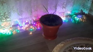 Пьяная вишня