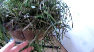 My Rhipsalis penduliflora - The Mistletoe Cactus with Flowers and Berries