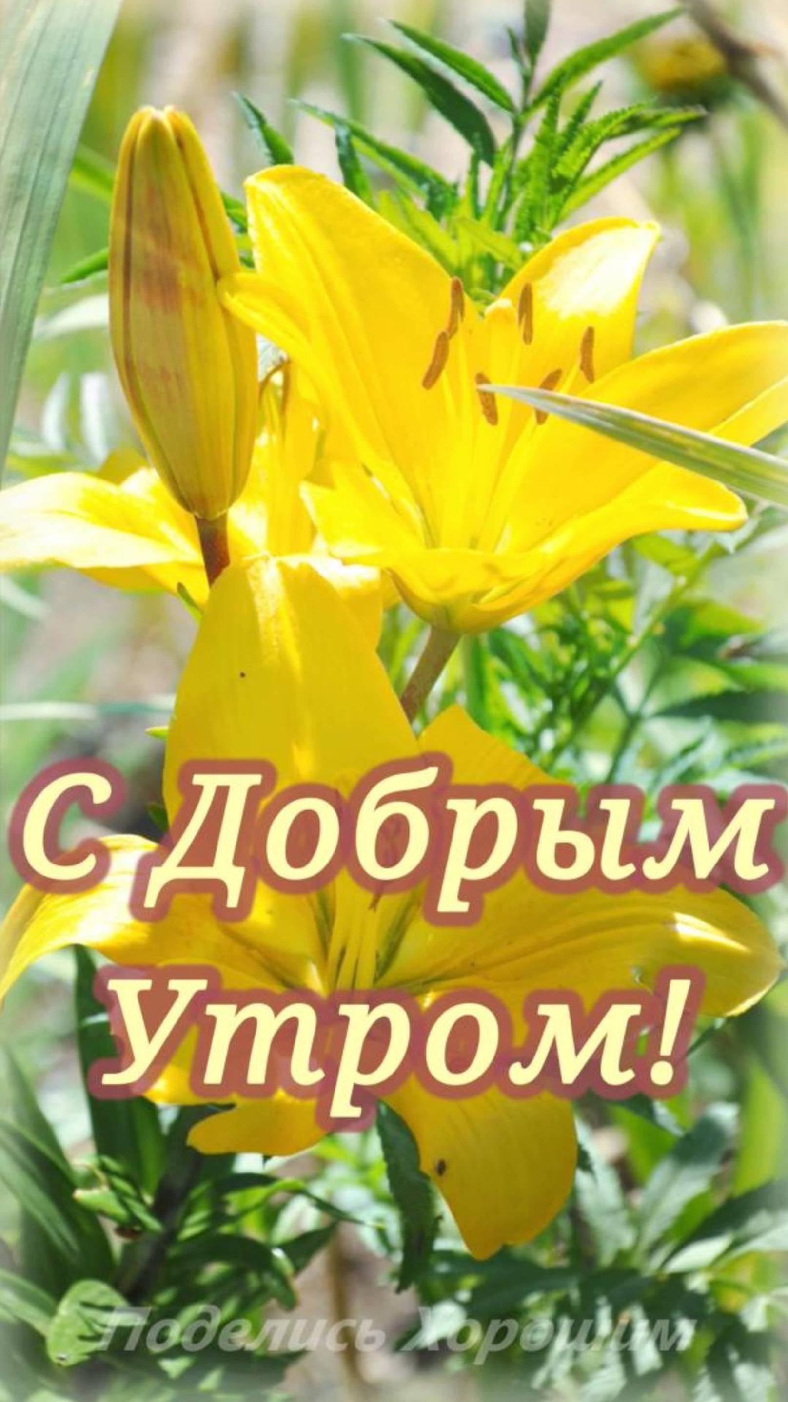 С Добрым Утром! Красивая Музыкальная Открытка