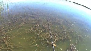 Рыбалка в заливе на ЗМЕЕГОЛОВА//ЗМЕЕГОЛОВ  начинает меня троллить