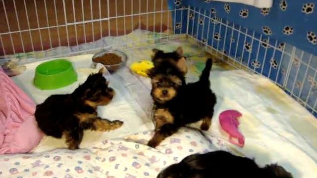 Щенки йорка в Москве смотреть онлайн