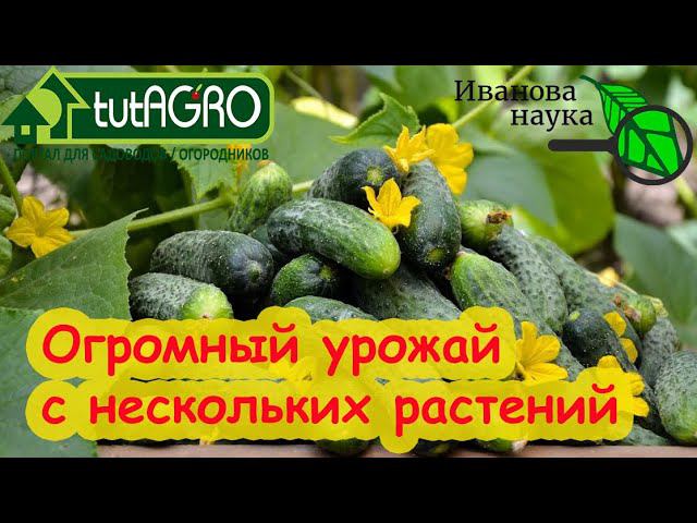 КАК С 5 ОГУРЦОВ СНЯТЬ ОГРОМНЫЙ РАННИЙ УРОЖАЙ? Очень просто! Мой способ.