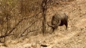 Комодский ВАРАН выходит на охоту! Гроза буйволов и оленей, настоящий хозяин острова!