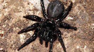 САМЫЕ ЯДОВИТЫЕ ПАУКИ