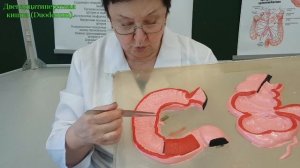 Двенадцатиперстная кишка - Дуоденум (Duodenum). Анатомия.
