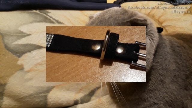 Именной ошейник для кота Лапика с Алиэкспресс.