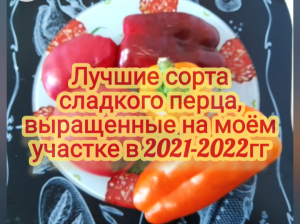 Лучшие сорта сладкого перца, выращенные на моём участке в 2021-2022гг