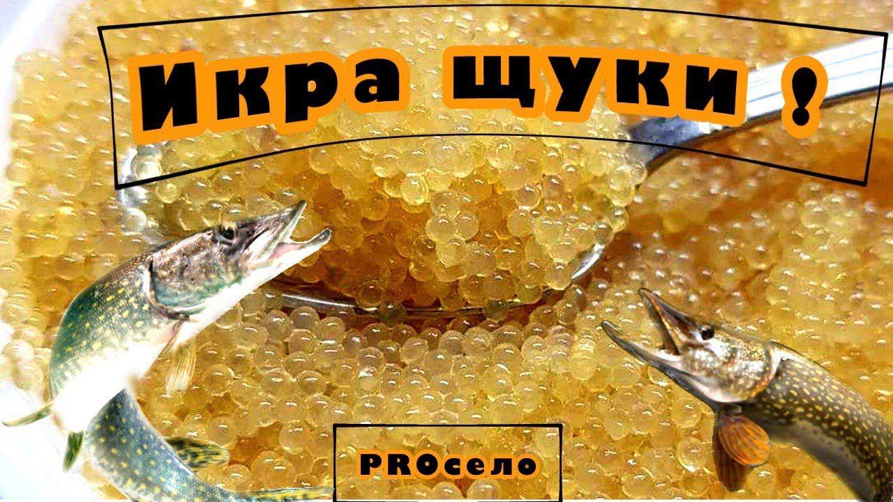 Икра из щуки! Щучья икра - готовим дома! Засолка икры в тузлуке!