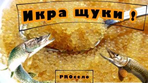 Икра из щуки! Щучья икра - готовим дома! Засолка икры в тузлуке!