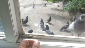 Дрессировка и кормление уличных голубей лето 2020 (Training and feeding of street pigeons 2020)