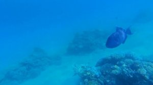 Супер Красивый риф в Макади Бей! \ Подводная съемка в Красном море в Египте!