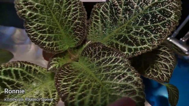 Виставка фіалок та інших кімнатних рослин 2021 3-6 березня Ч4.1