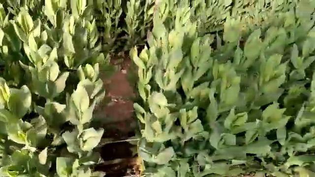 cultivo de Lisianthus 2 meses de Producción.Productor Patricio Mena. Hijuelas Vregion... смотреть онлайн