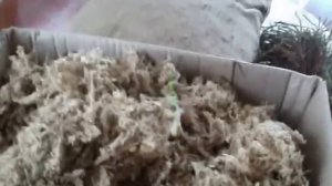 Пчеловодство. Мох в утеплительных подушках