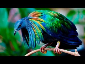 Самые красивые птицы в мире.