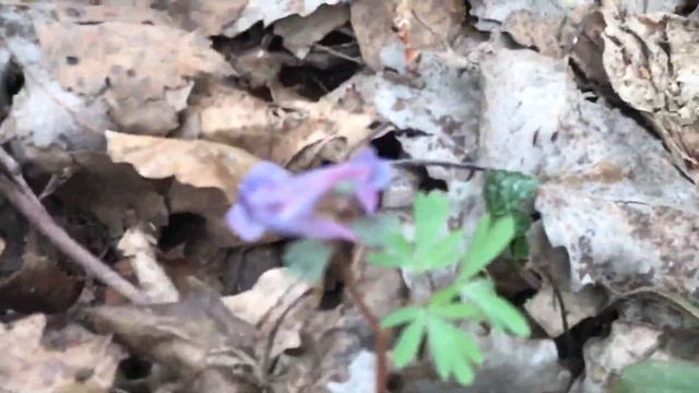 РЕЛАКС | как лес просыпается |Звуки природы смотреть онлайн