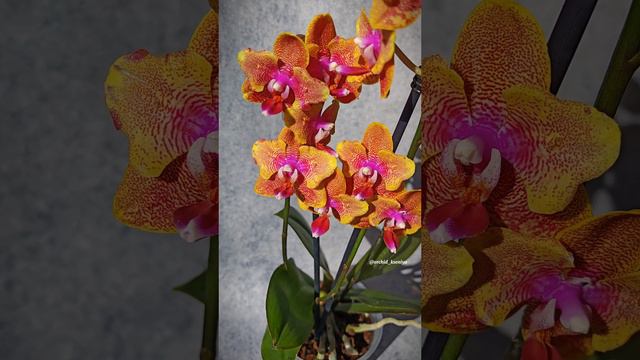 Phal. Sogo Lawrence butterfly 🧡 Яркая рыжая восковая орхидея бабочка Сого Лоуренс | Ароматный сорт