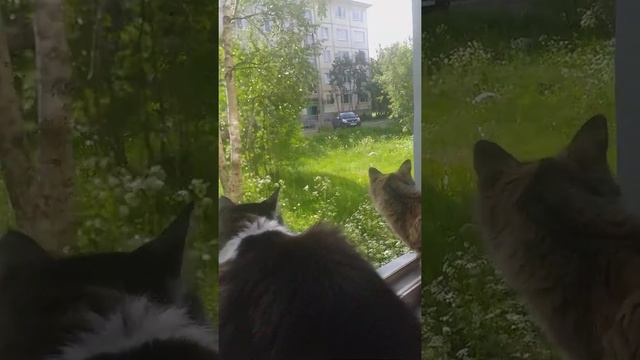 Кот и кошка смотрят в окон смотреть онлайн