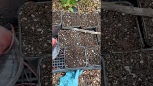 Размножение ежевики верхушками