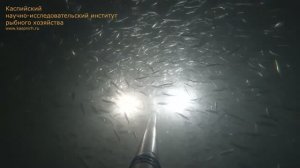 Экспериментальный лов кильки