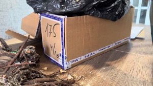 Дублирую видео распаковки посылки с пионами от Ворошиловых #мойсад #пионы #посылка