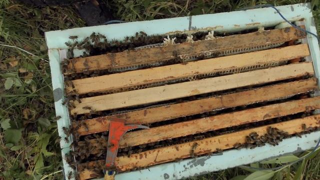 БОРТЕВОЙ МЁД от ДИКИХ ПЧЁЛ смотреть онлайн