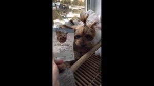 куда пропал ЗЛОЙ ПЁС @mikkipiki подпишись пж👍