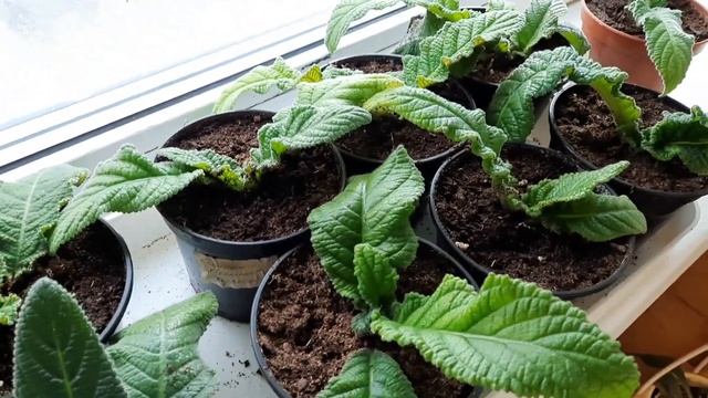 Стрептокарпусы. Весенние работы и секреты выращивания
