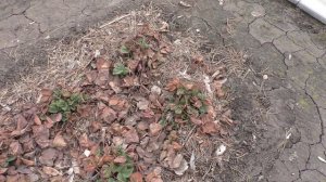 Старые листья клубники весной можно не убирать.