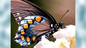 И через сто лет - КРАСАВИЦА. Для женщин Сытин (без музыки)