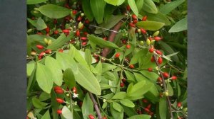 Биология.Центры разнообразия и происхождения.Закон гомологических рядов наследственной изменчивости