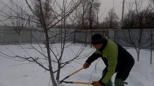 Обрезка вишни