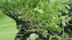 Сеем горчицу между рядами тыквы,отраву для жуков добавить шампунь Нужно!